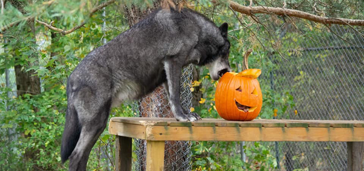 Celebrate the Spirit of the Wolf on October 9